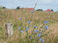 Hiddensee