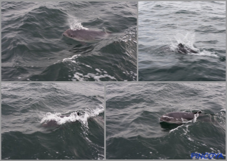 „Kurz vor der Dämmerung besucht uns eine kleine Gruppe von Schweinswalen.“