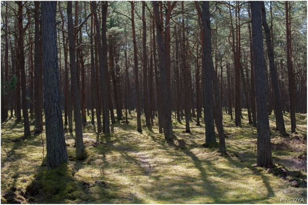 „Hinter dem einen Baum hinten links steht eine Rotte von Wildschweinen.“