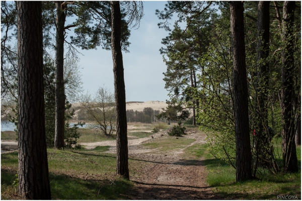 „Durch den Kiefernwald geht's zur Düne.“