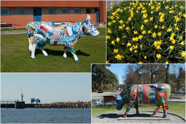 „Ventspils ist eine Stadt des -international cow projects- (siehe den Link unten) und die Kühe stehen mitten im Frühlingserwachen.“
