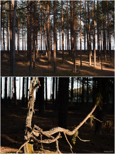 „Abendstimmung im Wald kurz vor der Langnase.“