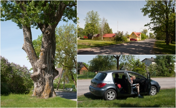 „Unglaublich alte Bäume stehen an den Strassen. Und die Reiseleitung optimiert die Route.“