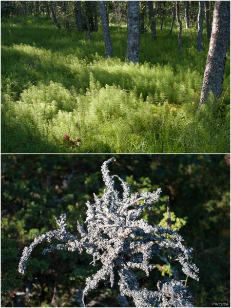 „Natur...“