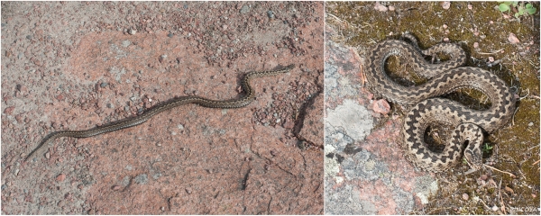 „Nicht nur wir laufen über die Felsen und lassen uns von der Sonne wärmen.“