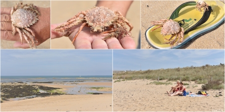 „Strandleben mit Seespinnen, wobei in den Seespinnen nicht mehr viel Leben ist.“