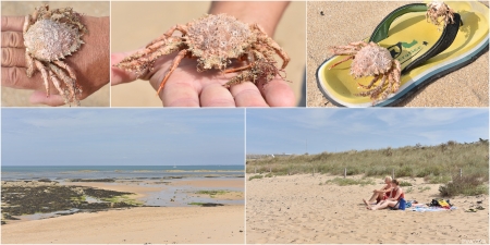 „Strandleben mit Seespinnen, wobei in den Seespinnen nicht mehr viel Leben ist.“