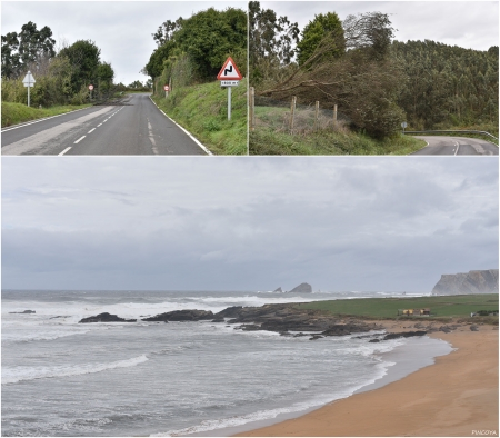 „Fallen trees and a rough beach“