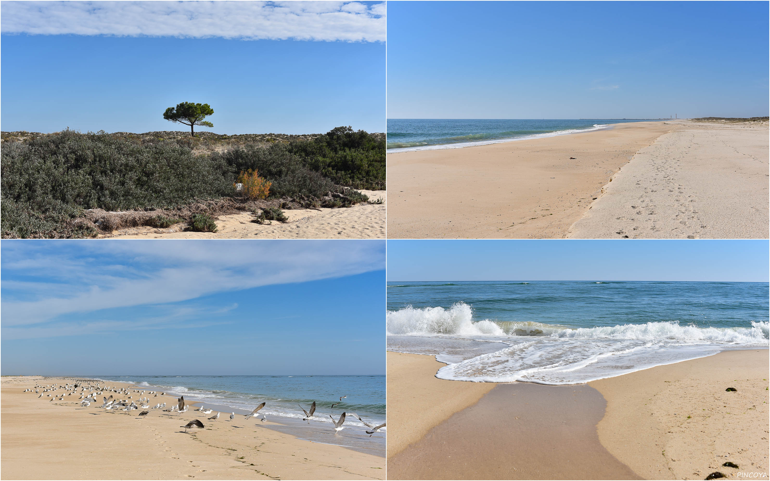 „Der einzige Baum auf der Ilha da Culatra und unser langen Weg am Strand“