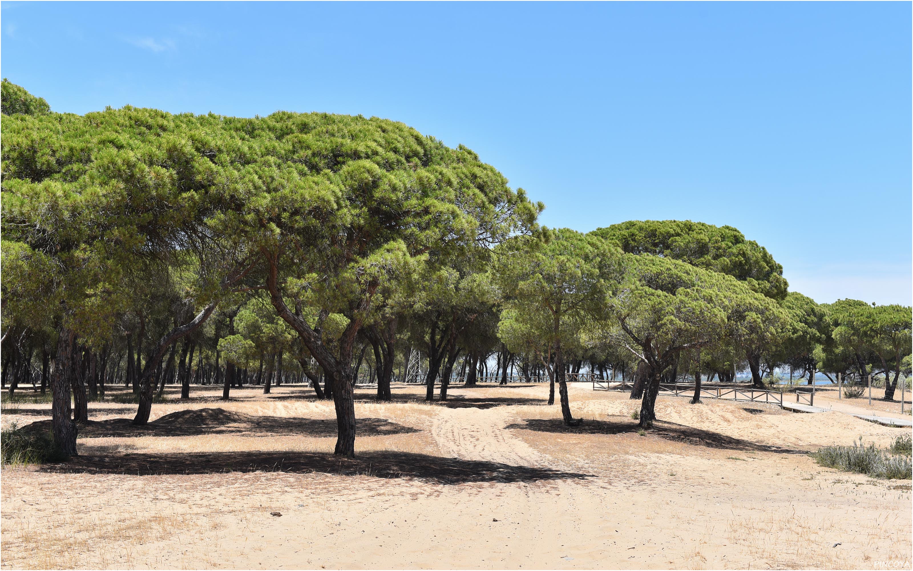 „Ein atemberaubender Wald aus Mediterranean Pines“