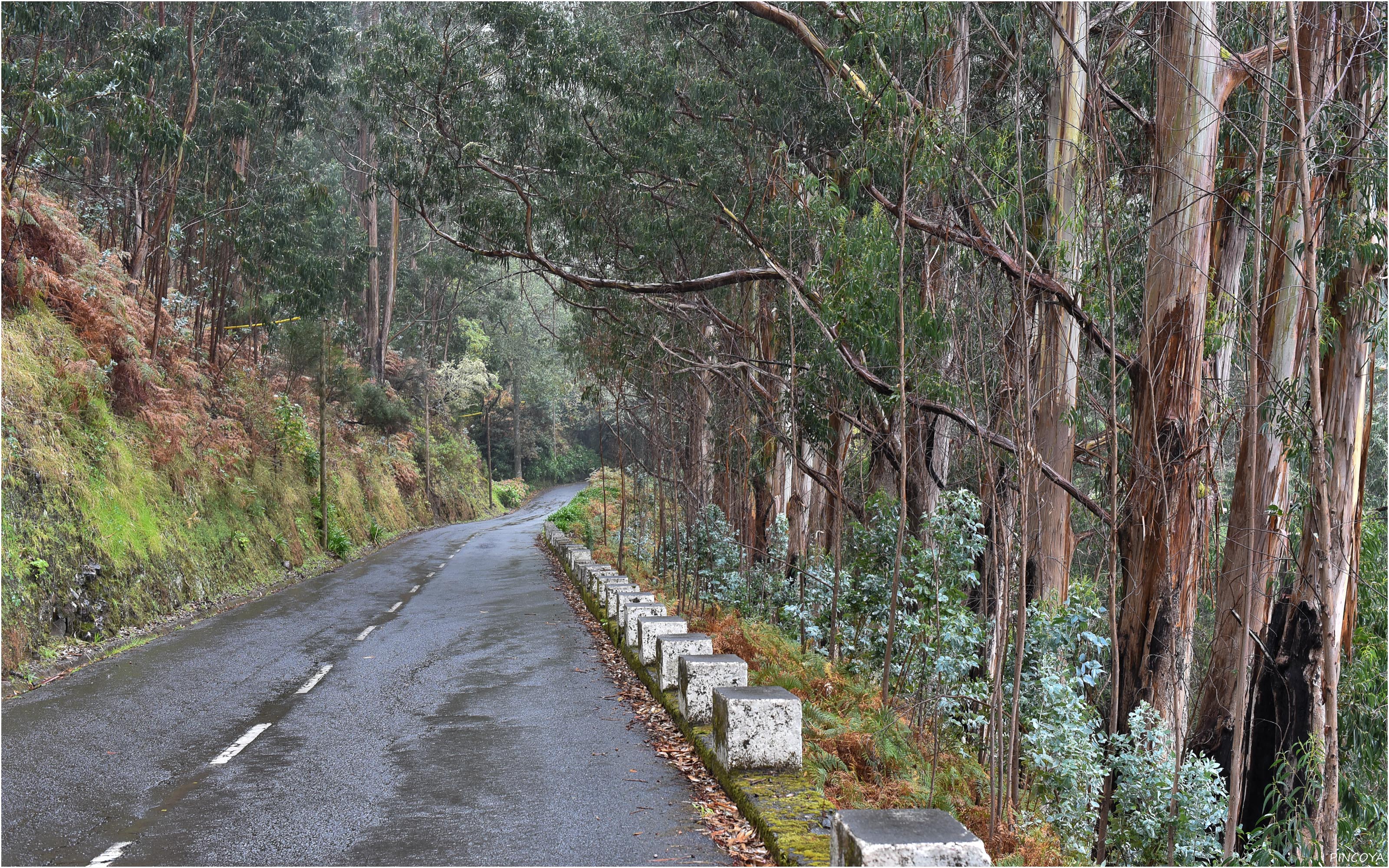 „Die Straße nach Ponta do Pargo führt durch einen alten Eukalyptuswald“