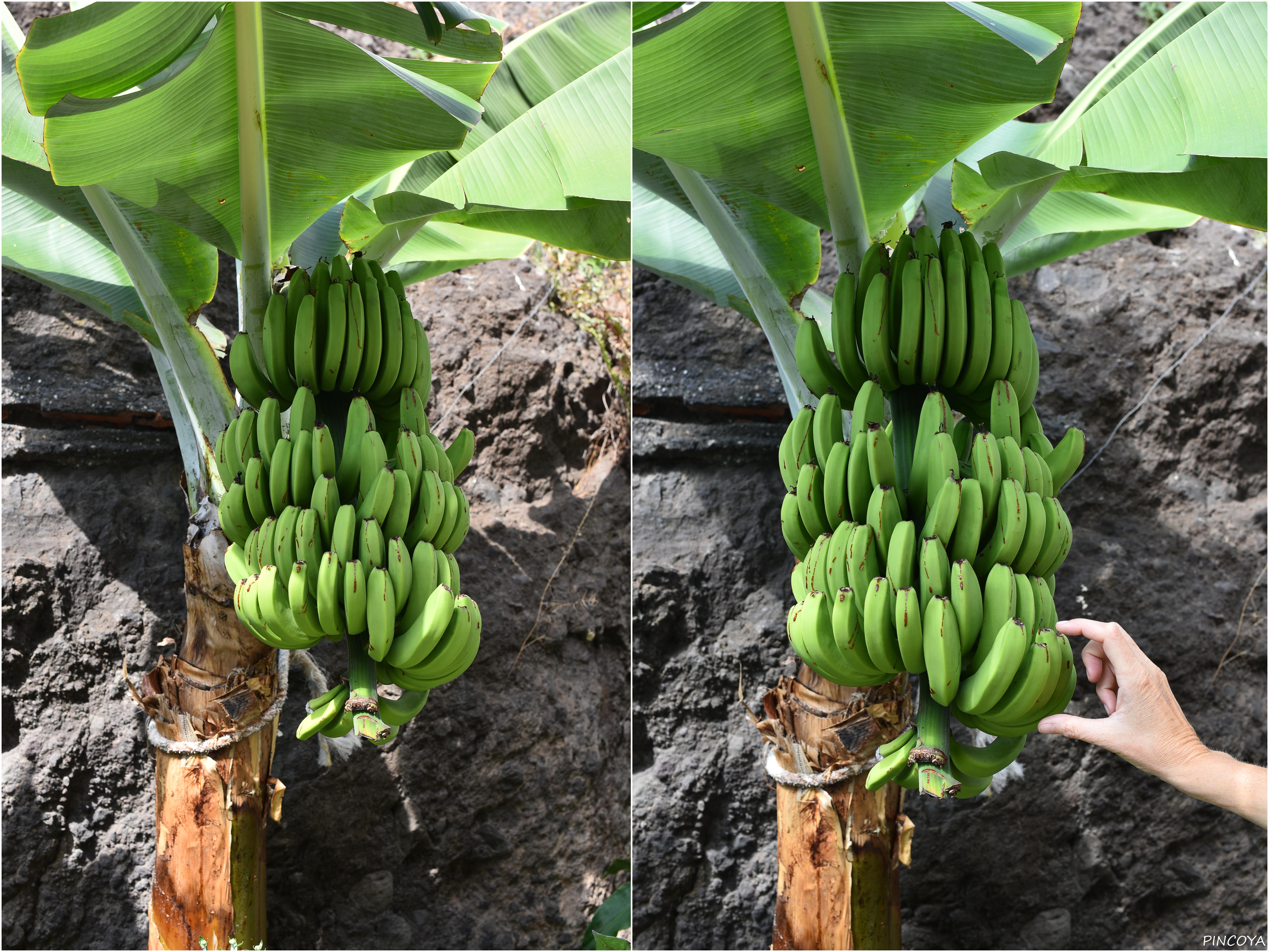 „Wow, Bananen!“ Klein, aber lecker, Nicht die grünen, es gibt auch gelbe.