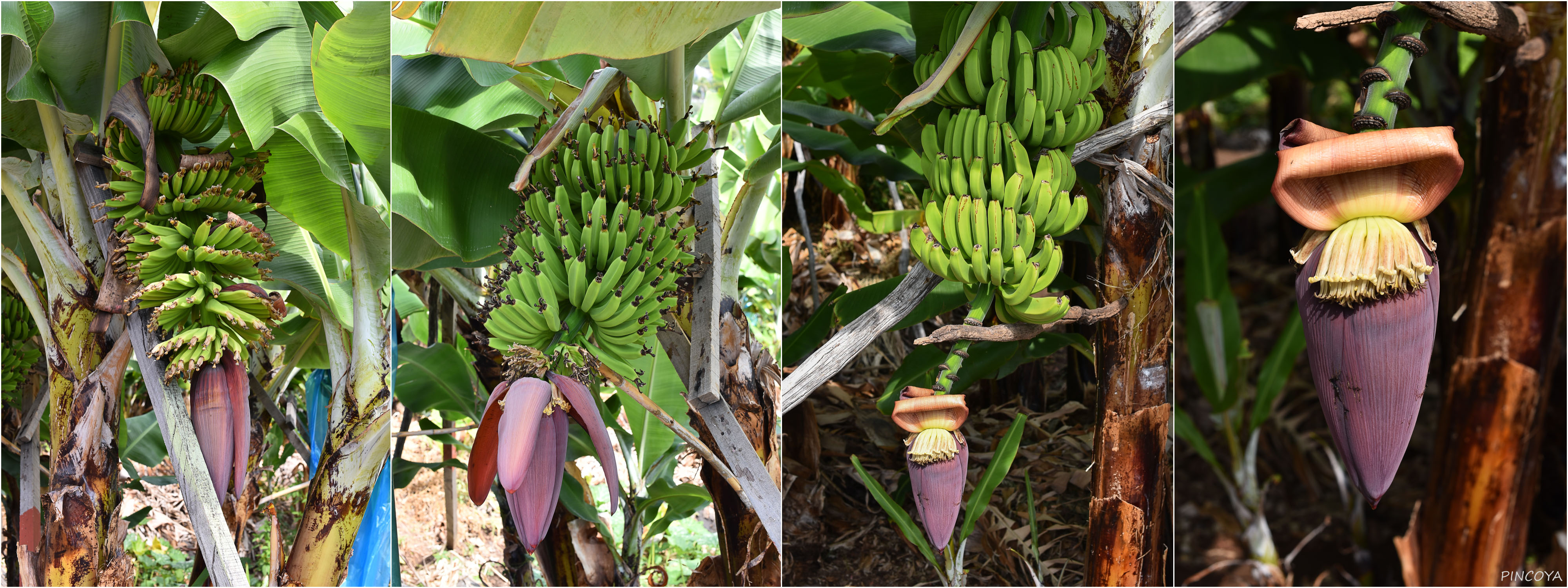 „Bananen-Stauden sind echt photogen, dass hatten wir gar nicht gedacht“
