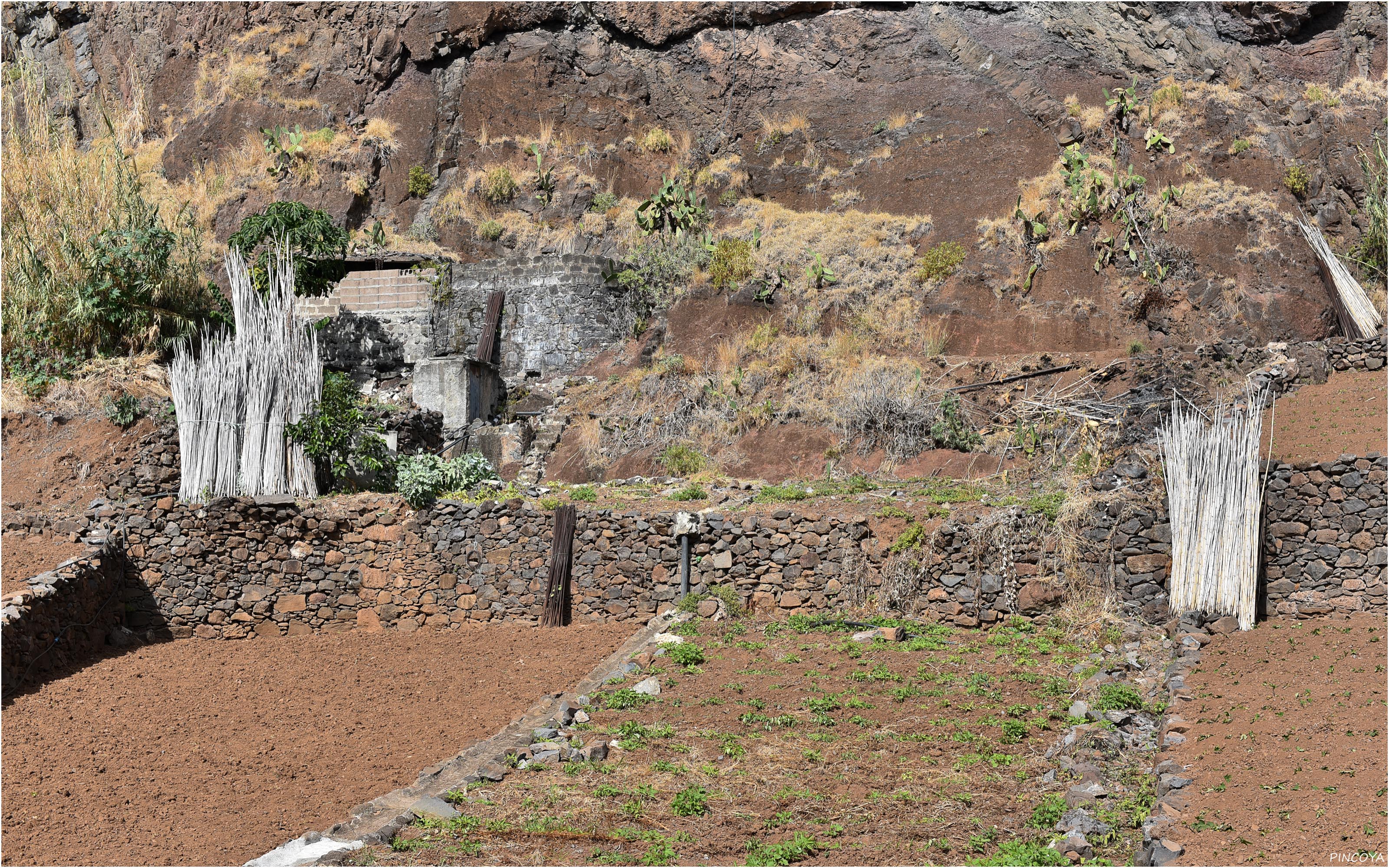 „Die Landwirtschaft auf der Fajãs do Cabo Girão ist schon karg.“