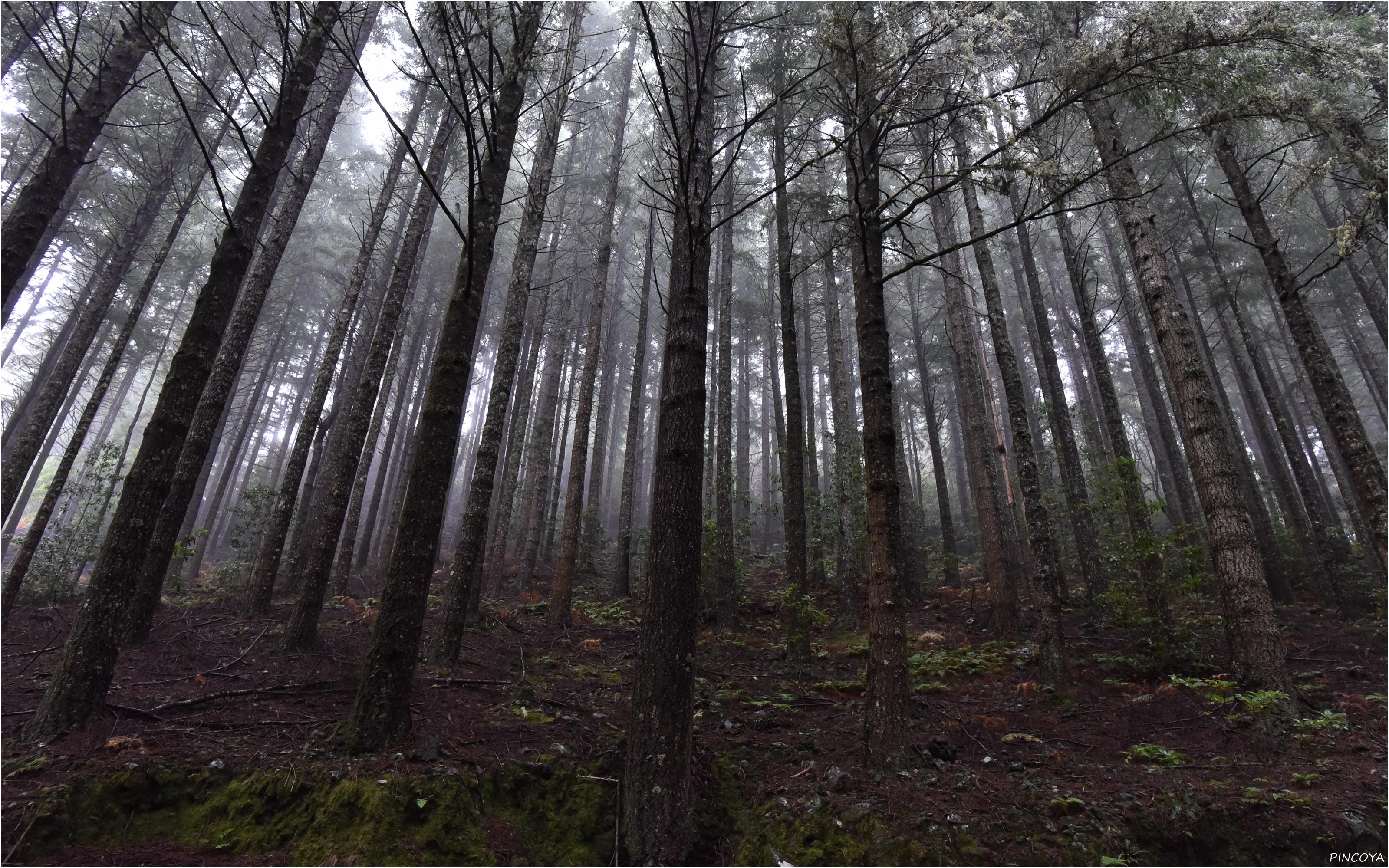 „Mitten auf Madeira im Wald“