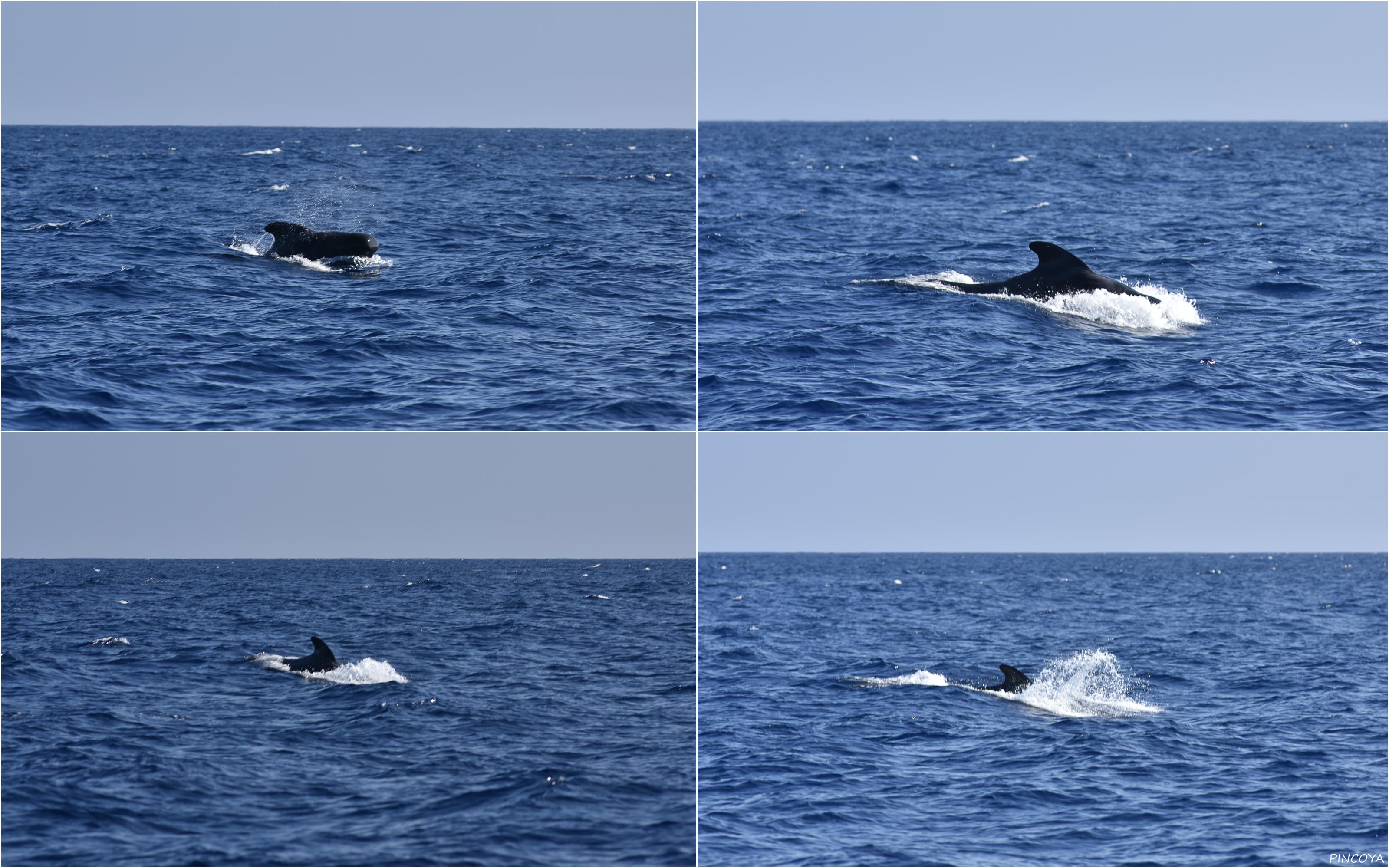 „Ein Pilotwal! Noch nie haben wir mal einen Wal in der freien Natur gesehen.“