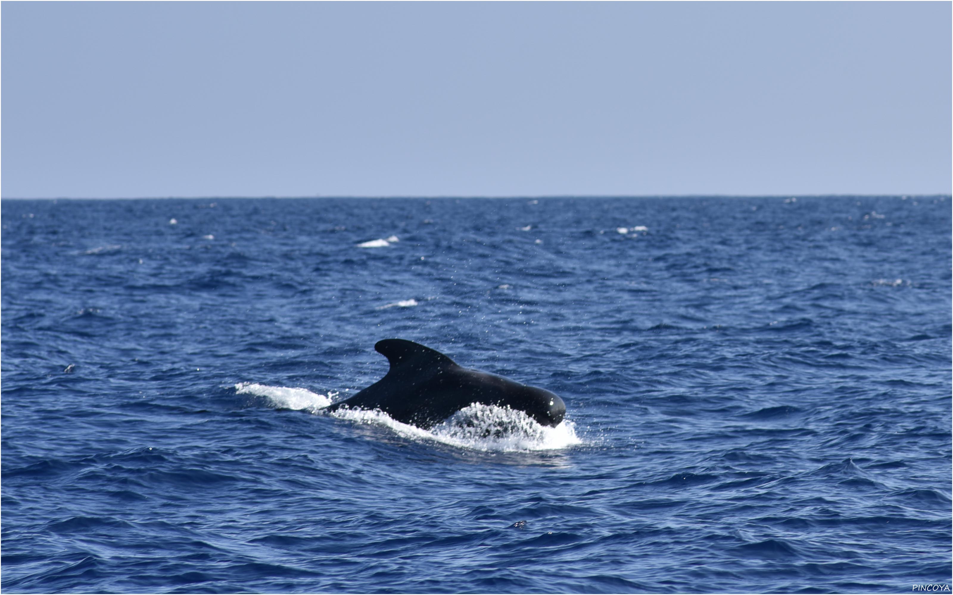 „Der Pilotwal sieht einem Orca etwas ähnlich, zuerst fährt uns ganz schön ein Schrecken in die Knochen.“