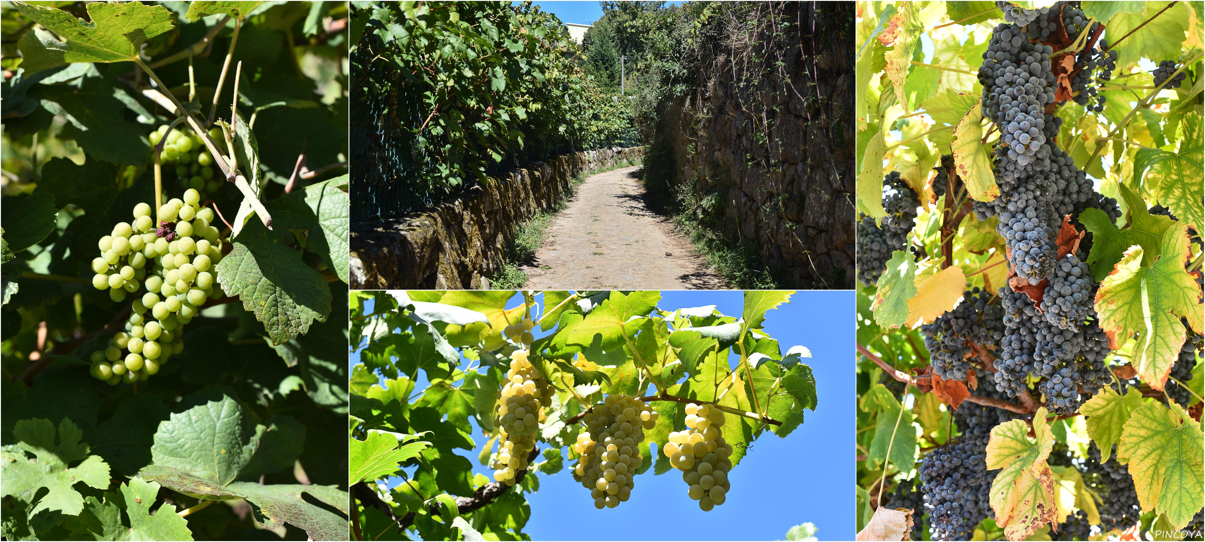 „Durch Weinberge und die Trauben sind reif! 😋“