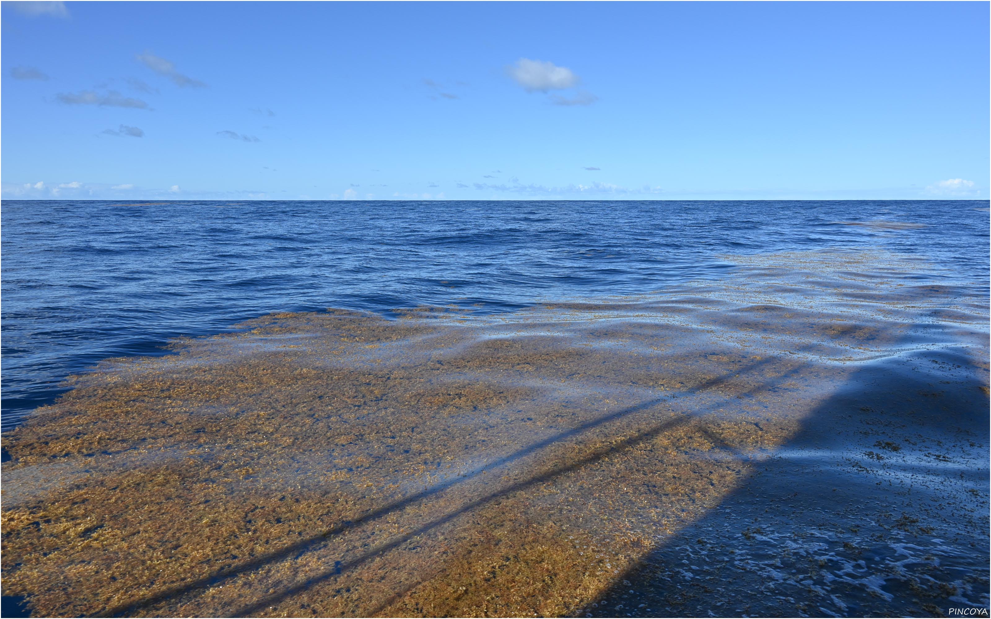 „Riesige Flatschen von Braunalgen schwimmen mitten auf dem Atlantik herum.“