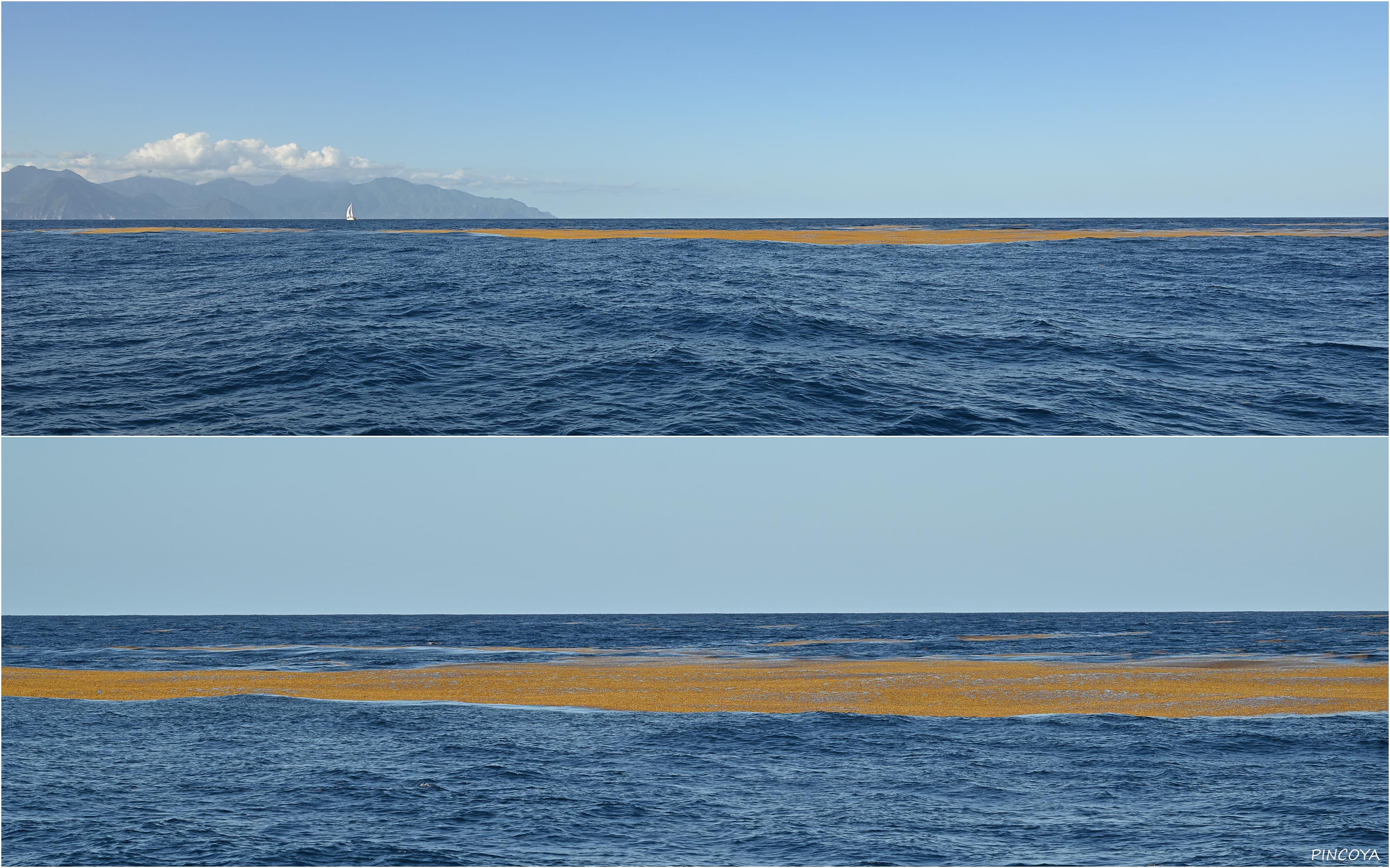 „Riesige Flatschen von Sargassum kommen uns entgegen.“