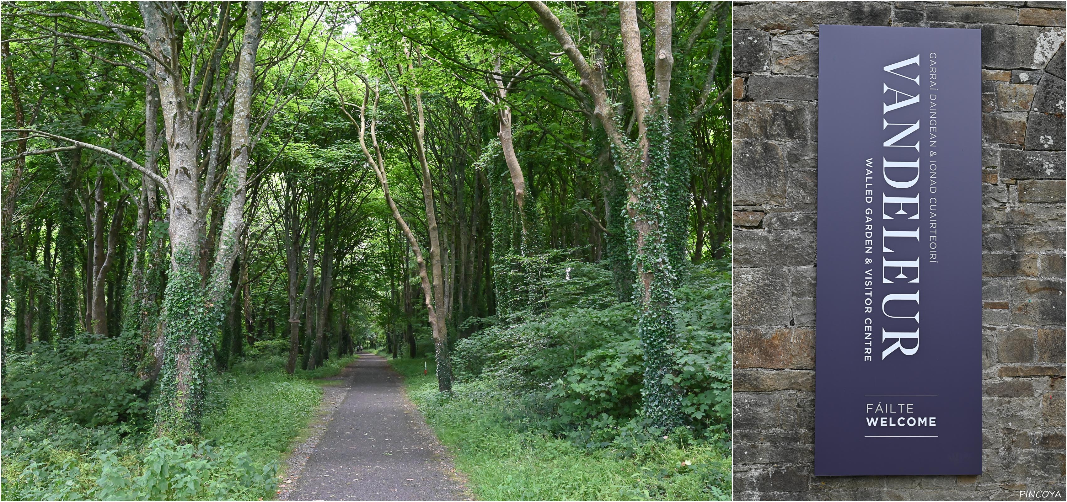 „Auf dem Weg ... In Irland gibt es doch auch Wälder.“