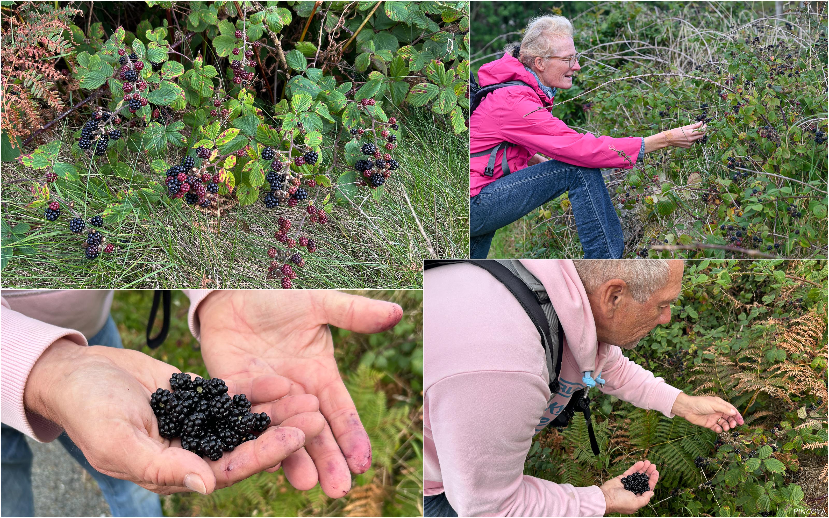 „Und wieder Brombeeren satt!“