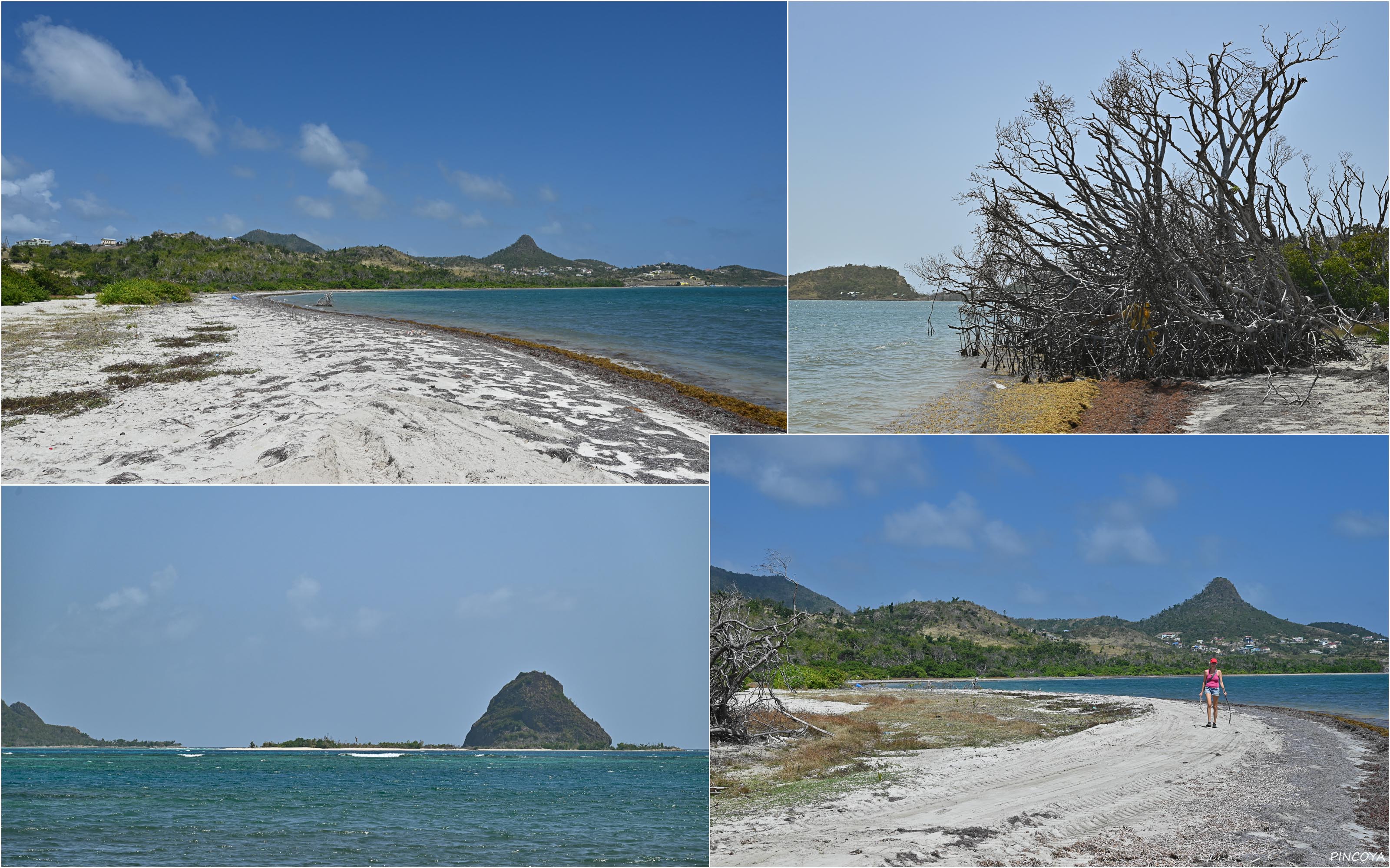 „An der Manchineel Bay“