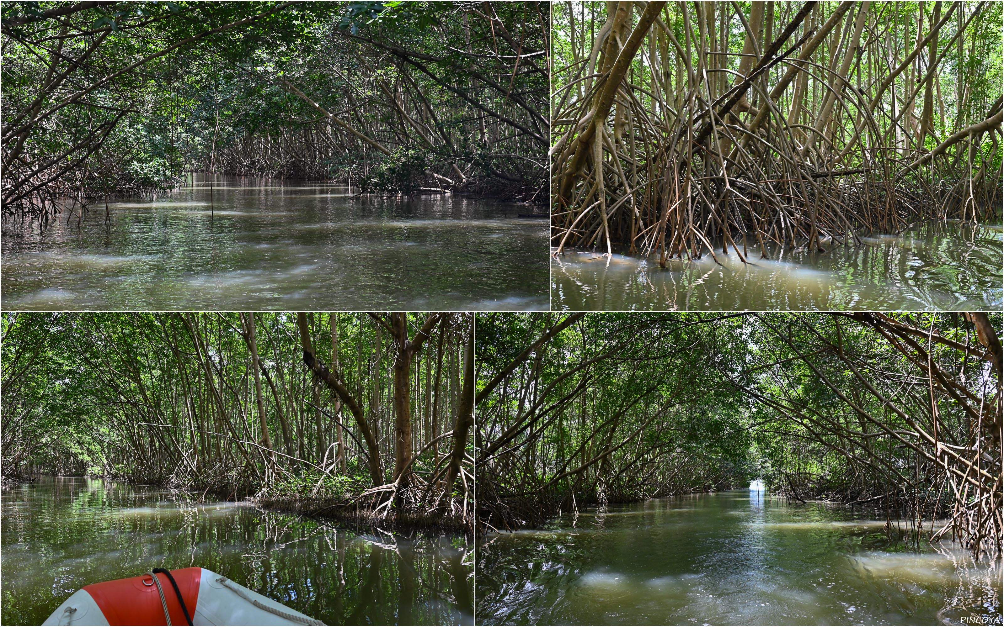 „Mangrovenwald II“