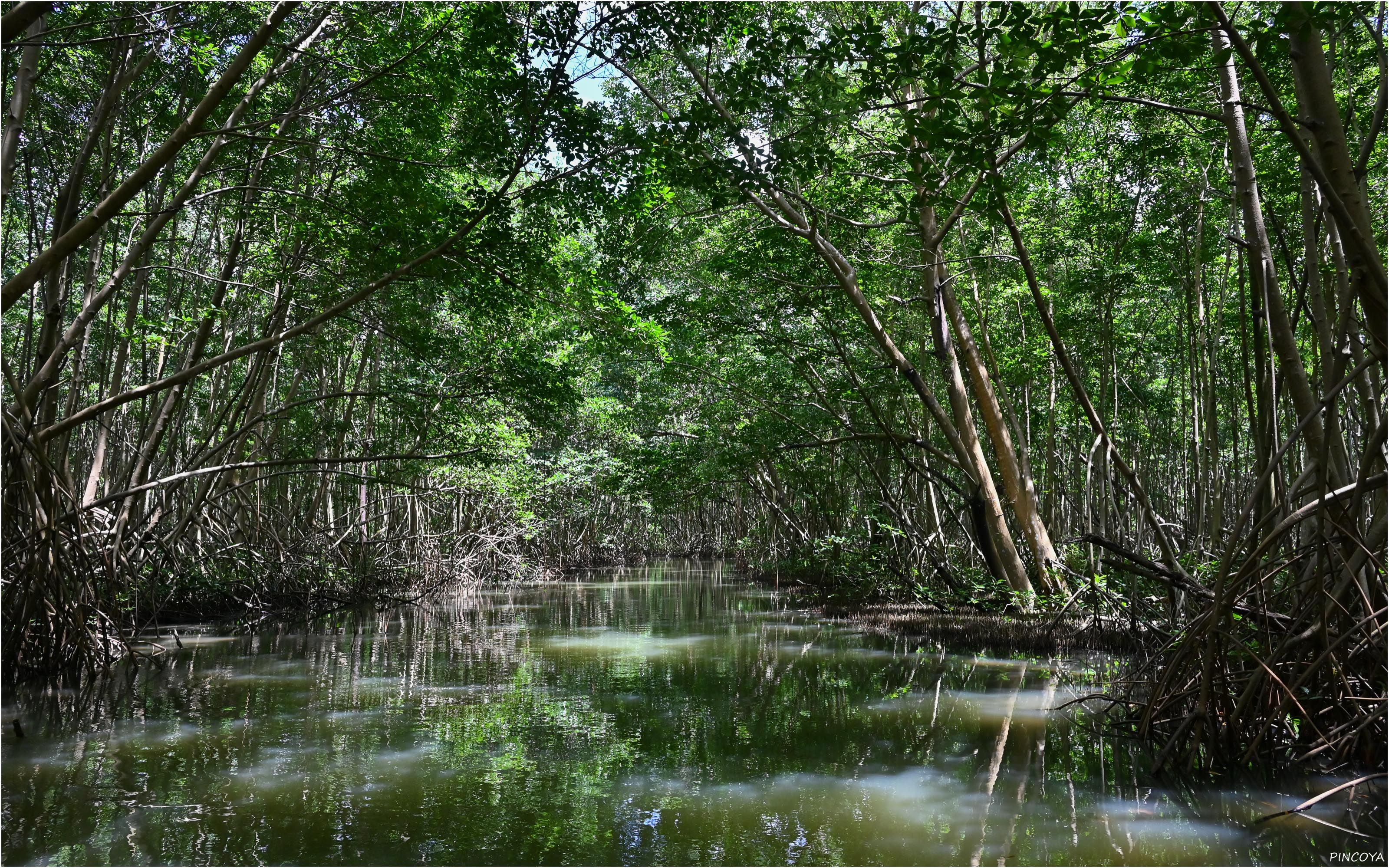 „Mangrovenwald III“
