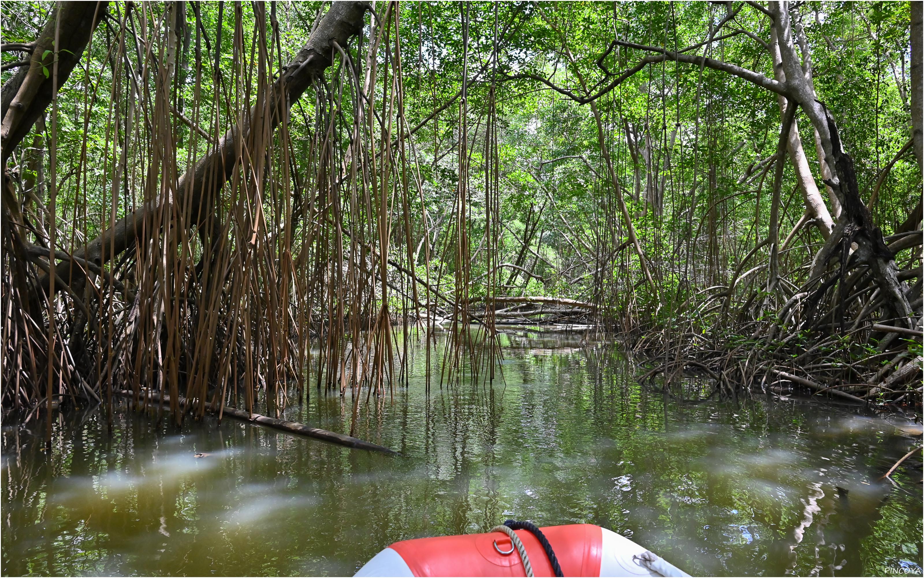 „Mangrovenwald IV“