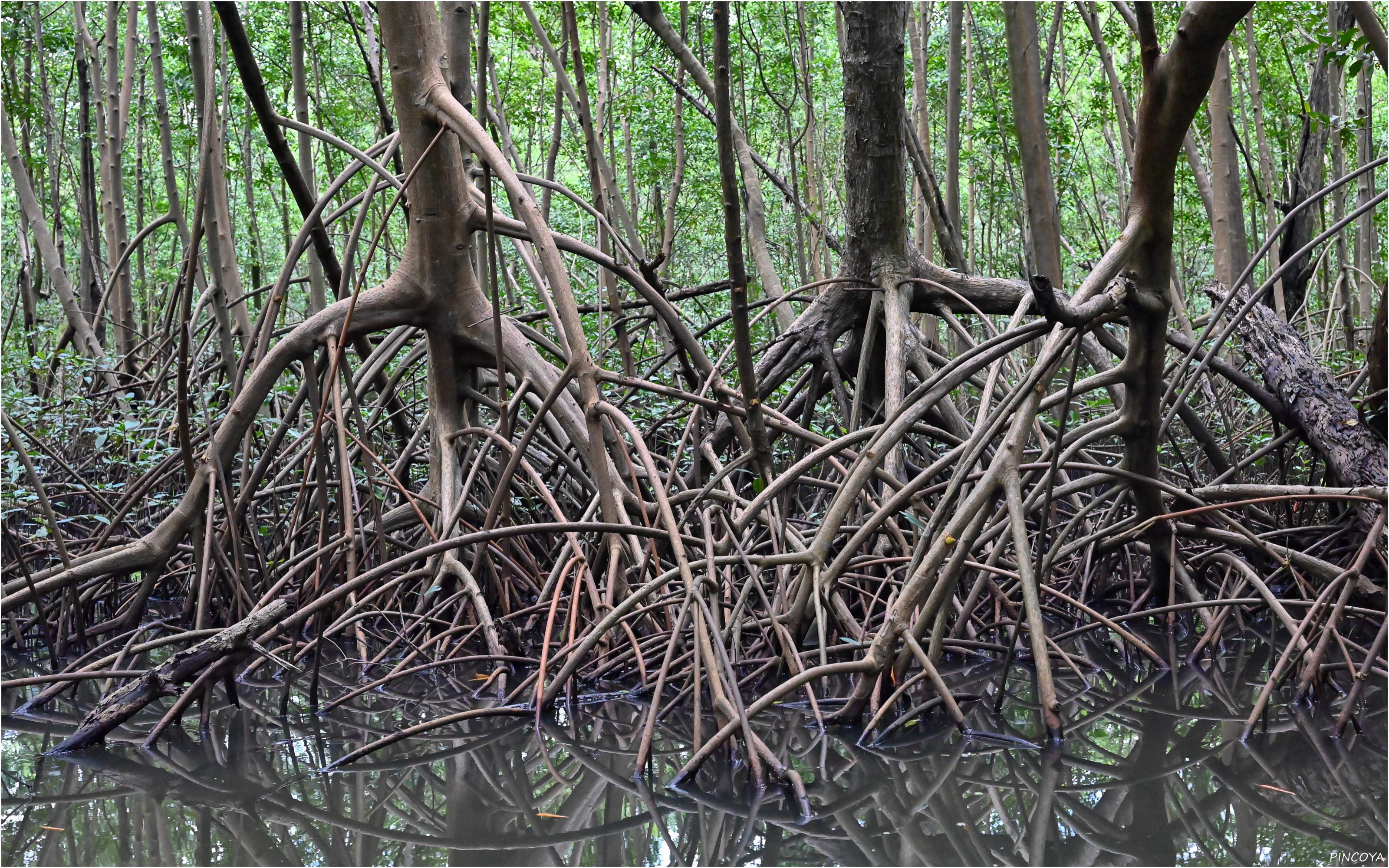 „Mangrovenwald V“