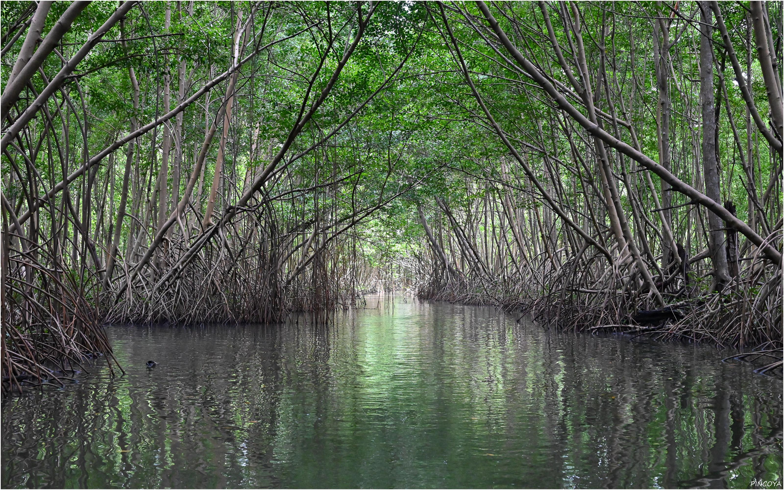 „Mangrovenwald VI“