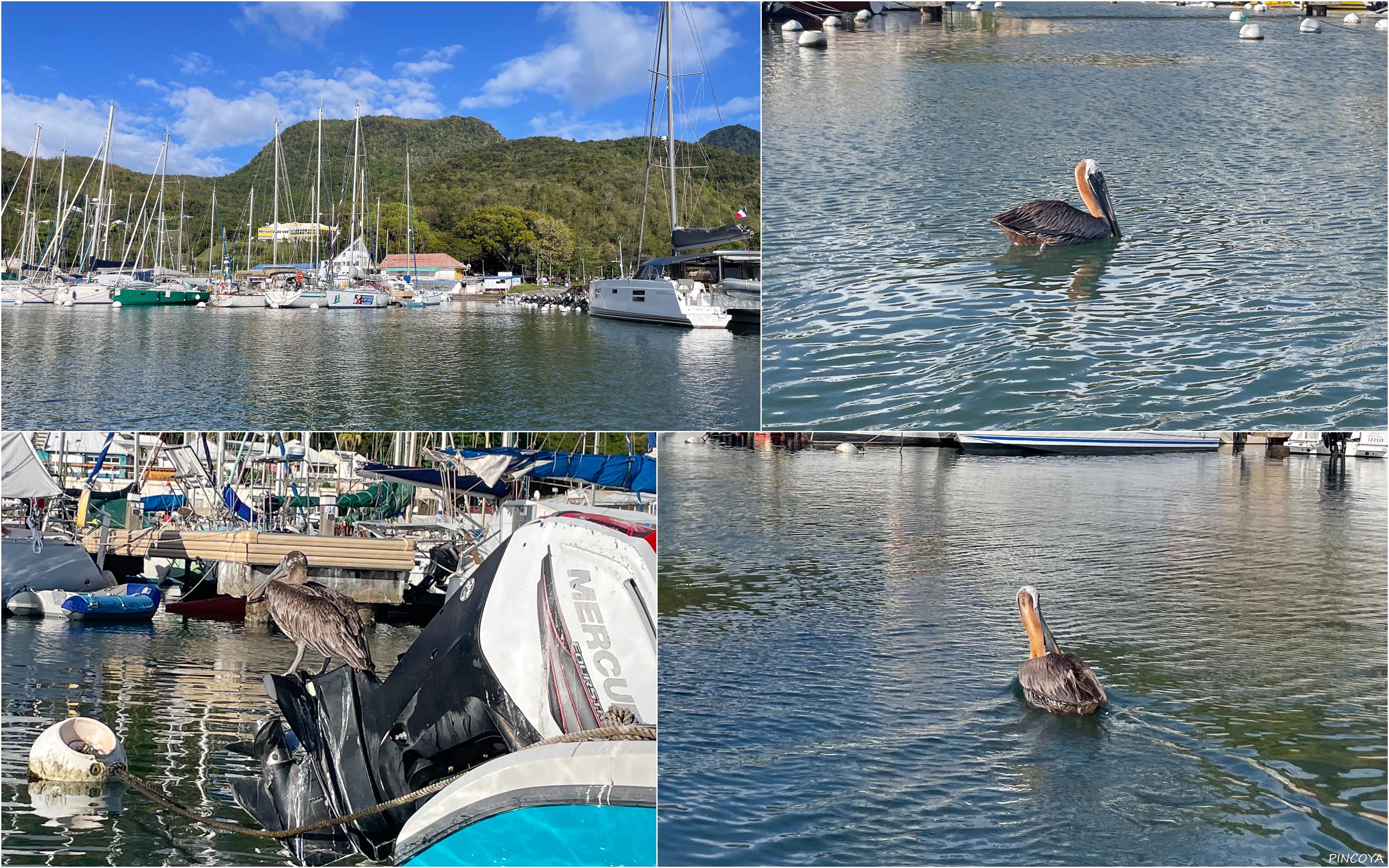 „Die Pelikane haben die Marina fest im Griff“